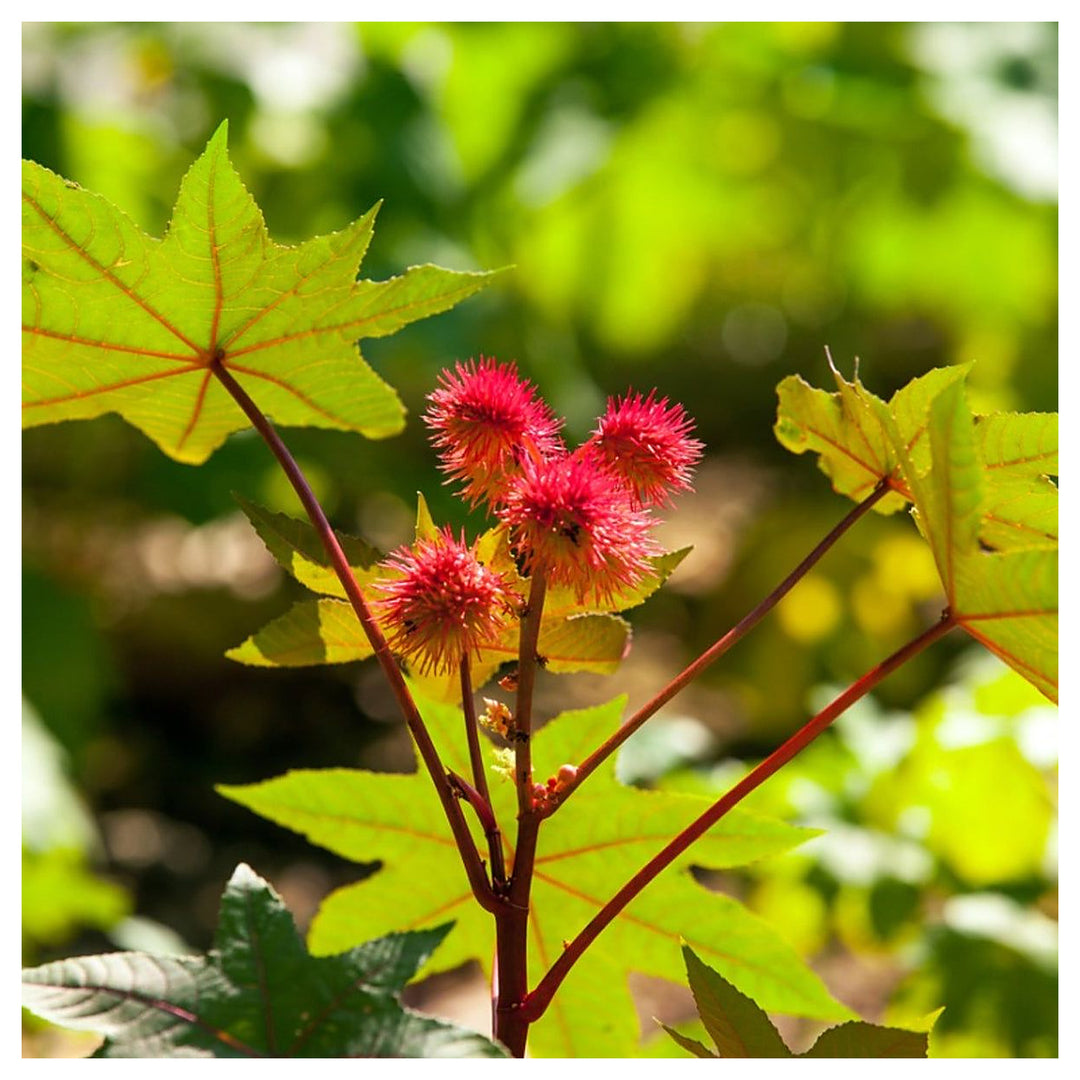 Castor Bean Plant Seeds for Planting – Heirloom Non-GMO, High Germination Organic Garden Seeds | Neera Seeds product photo [neera-v4-f2389c6dfc864c0b0f05]