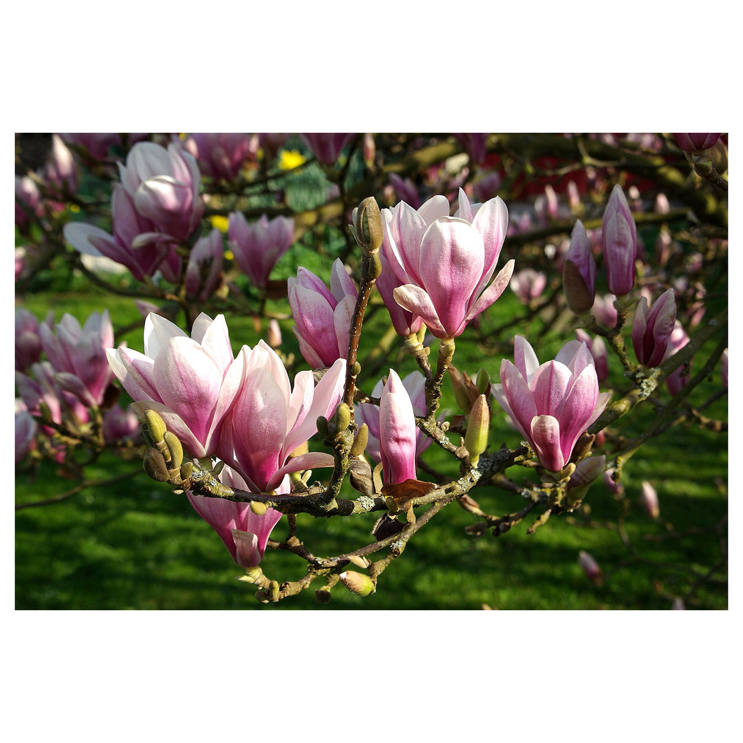 Light Pink Yulan Flower Seeds for Planting - Heirloom Non-GMO High Germination Organic Garden Seeds | Neera Seeds product photo [neera-v4-f239abc1b8891d57530d]