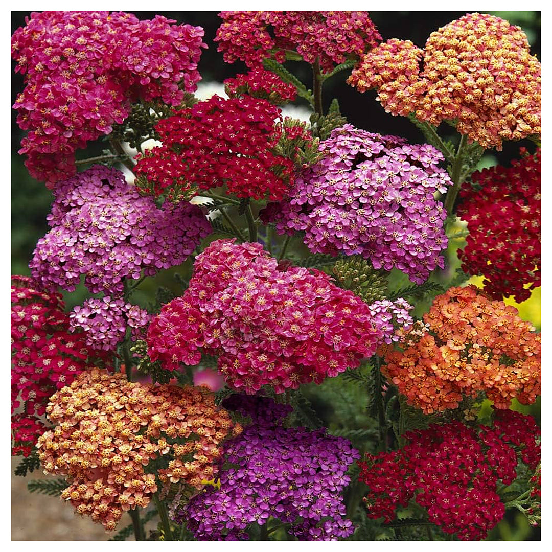 Mixed Yarrow Flower Seeds for Planting – Heirloom, Non-GMO, High Germination Organic Garden Seeds | Neera Seeds product photo [neera-v4-f23d1092603d53f4c05b]