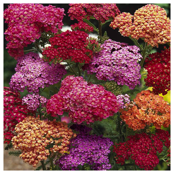 Mixed Yarrow Flower Seeds for Planting – Heirloom, Non-GMO, High Germination Organic Garden Seeds | Neera Seeds product photo [neera-v4-f23d1092603d53f4c05b]