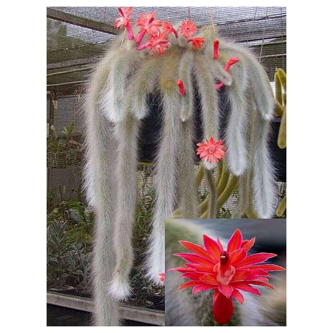 Monkey Tail Flower Seeds for Planting – Exotic Blooming Succulent Seeds | Neera Seeds product photo [neera-v4-f24b8843674bf538ad73]