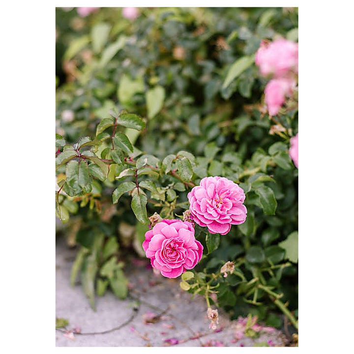 Pink Damask Flower Seeds for Planting – Heirloom, Fragrant, Non-GMO Blooms | Neera Seeds product photo [neera-v4-f25354b8dfbd2535bd83]