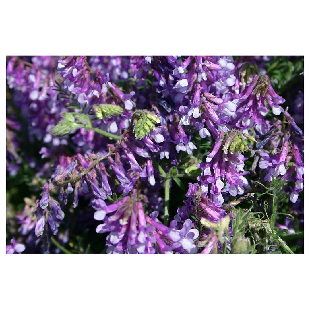 Purple Hairy Vetch Flower Seeds for Planting – Heirloom, Non-GMO, High Germination Organic Garden Wildflower Seeds | Neera Seeds product photo [neera-v4-f2537d2f94b0616aa37b]