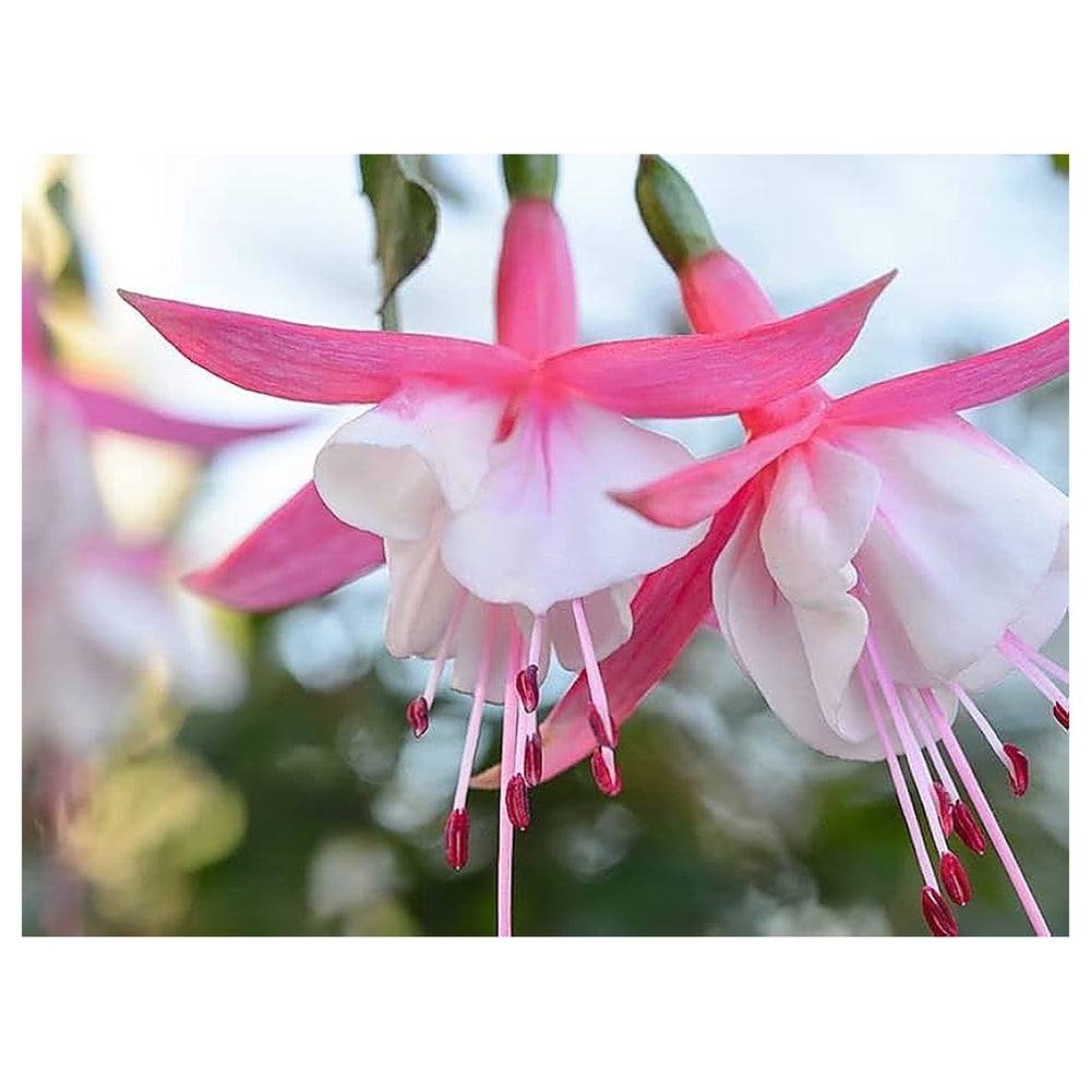 White Double Petals Fuchsia Flower Seeds for Planting – Heirloom, Non-GMO, High Germination Organic Garden Seeds | Neera Seeds product photo [neera-v4-f26873c395020dd17912]