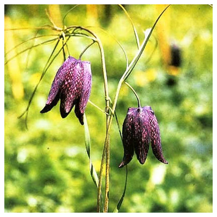 Black Fritillaria Ruthenica Night Flower Planting Ornamental Garden Flower Seeds Home | Neera Seeds product photo [neera-v4-f26a281fd22eeb0409c9]