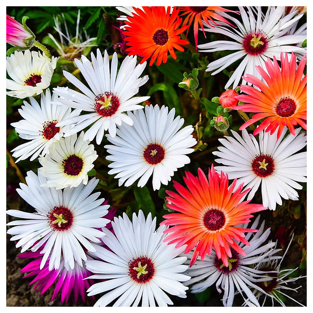 Heirloom Mesembryanthemum Flower Seeds, Non-GMO Vibrant Ice Plant Blooms for Drought-Tolerant Garden Planting | Neera Seeds product photo [neera-v4-f26f9ad8694e2c8897ce]