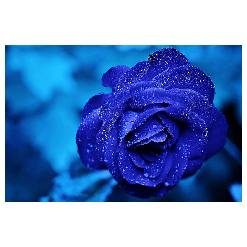 Rainy Blue Rose Plant Seeds for Planting – Non-GMO, Heirloom Garden Seeds for Growing | Neera Seeds product photo [neera-v4-f282b4bc794cc6b1aa96]