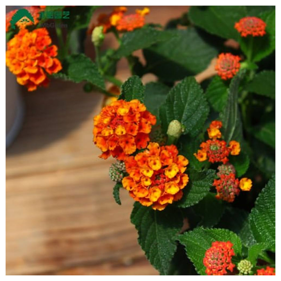 Lantana Flower Seed for Planting 100 pcs | Neera Seeds product photo [neera-v4-f28a33854eade46b59e9]