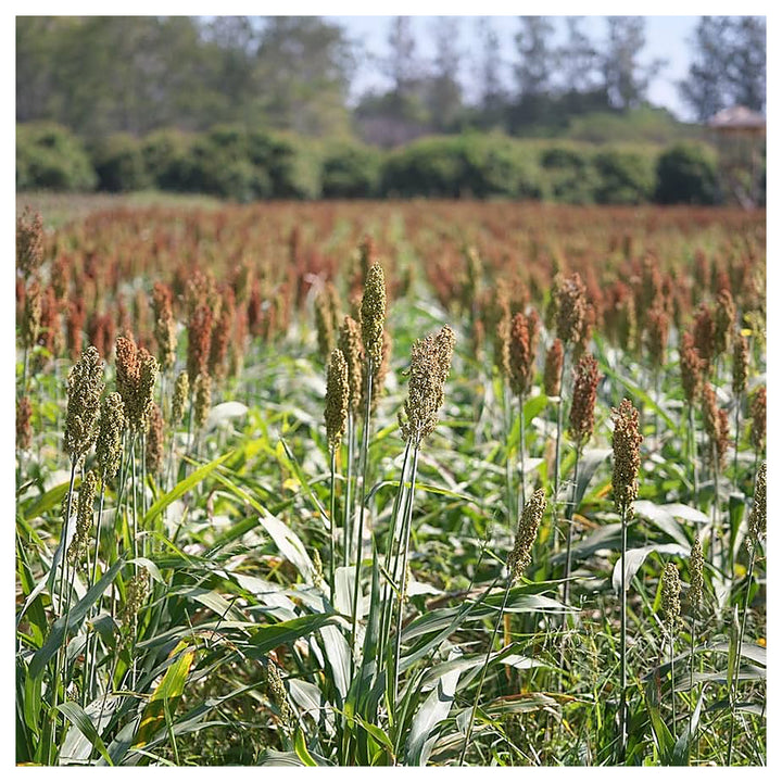 Japanese Reed Millet Seeds for Planting – High-Yield Ornamental and Wildlife Forage Grass, Heirloom Non-GMO Seeds | Neera Seeds product photo [neera-v4-f28b362bb48c309b59a6]