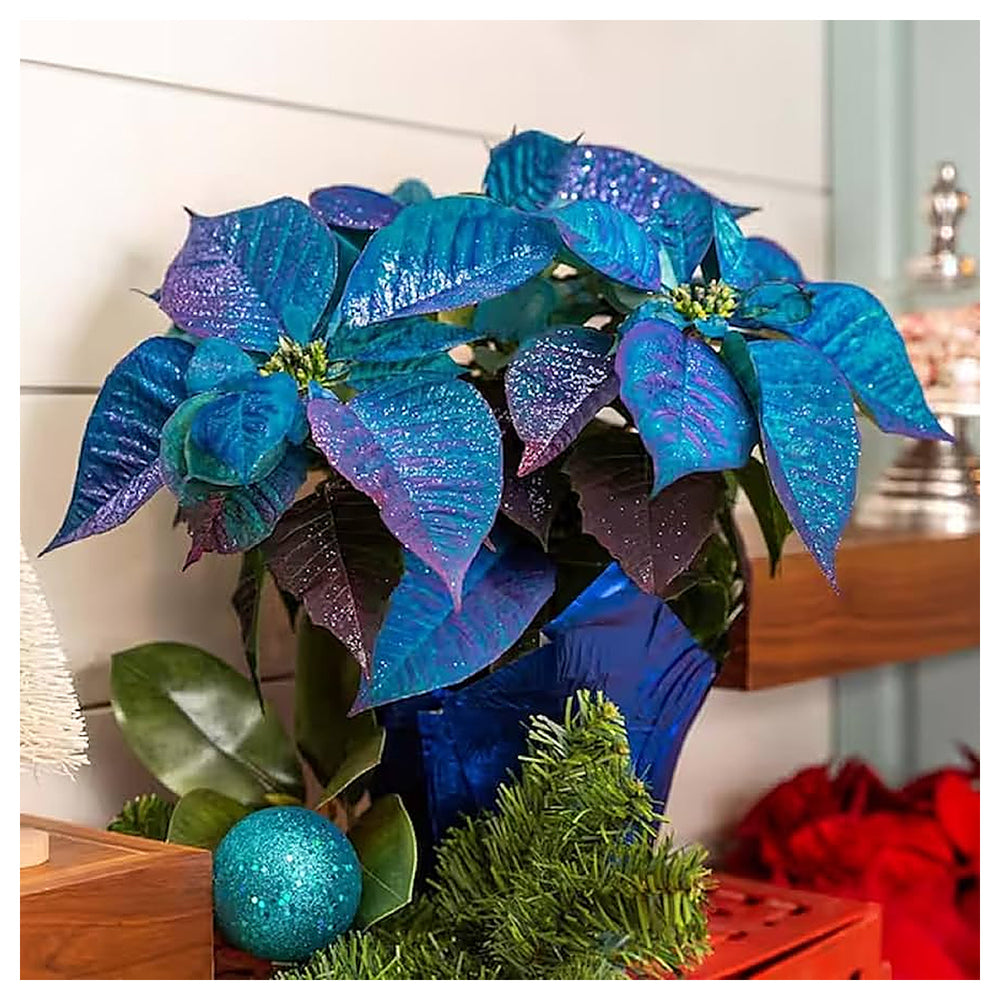 Deep Blue Poinsettia Flower Seeds for Planting – Heirloom Non-GMO Organic Garden Seeds, High Germination | Neera Seeds product photo [neera-v4-f28de4c862db7bce30df]