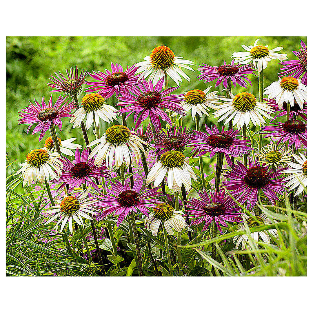 Mixed Echinacea Lustre Wildflower Seeds for Planting – Heirloom Seeds to Attract Pollinators &amp; Butterflies, High Ge | Neera Seeds product photo [neera-v4-f28f59186405dbc037b1]
