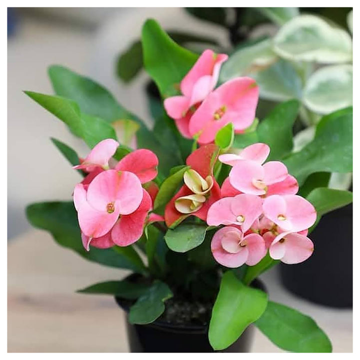 Heirloom Light Pink Euphorbia Milii Flower Seeds for Planting, Non-GMO | Neera Seeds product photo [neera-v4-f2a157f99cb7358543dd]