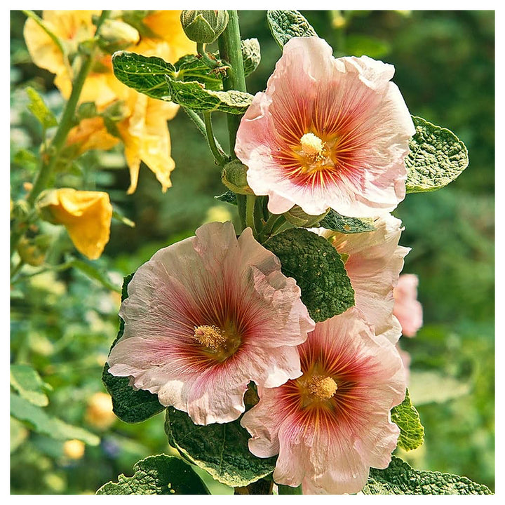 Hollyhock Mixed Flower For Planting Flower Seeds for Home Garden Planting, Lush Organic Blooming | Neera Seeds product photo [neera-v4-f2a35fdd876ef0a98ff0]