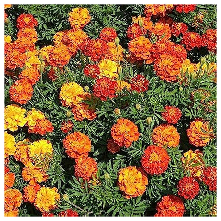 French Marigold Flower Seeds – Heirloom, Non-GMO, High Germination Organic Garden Seeds for Planting | Neera Seeds product photo [neera-v4-f2b963ad5378d306bbe0]