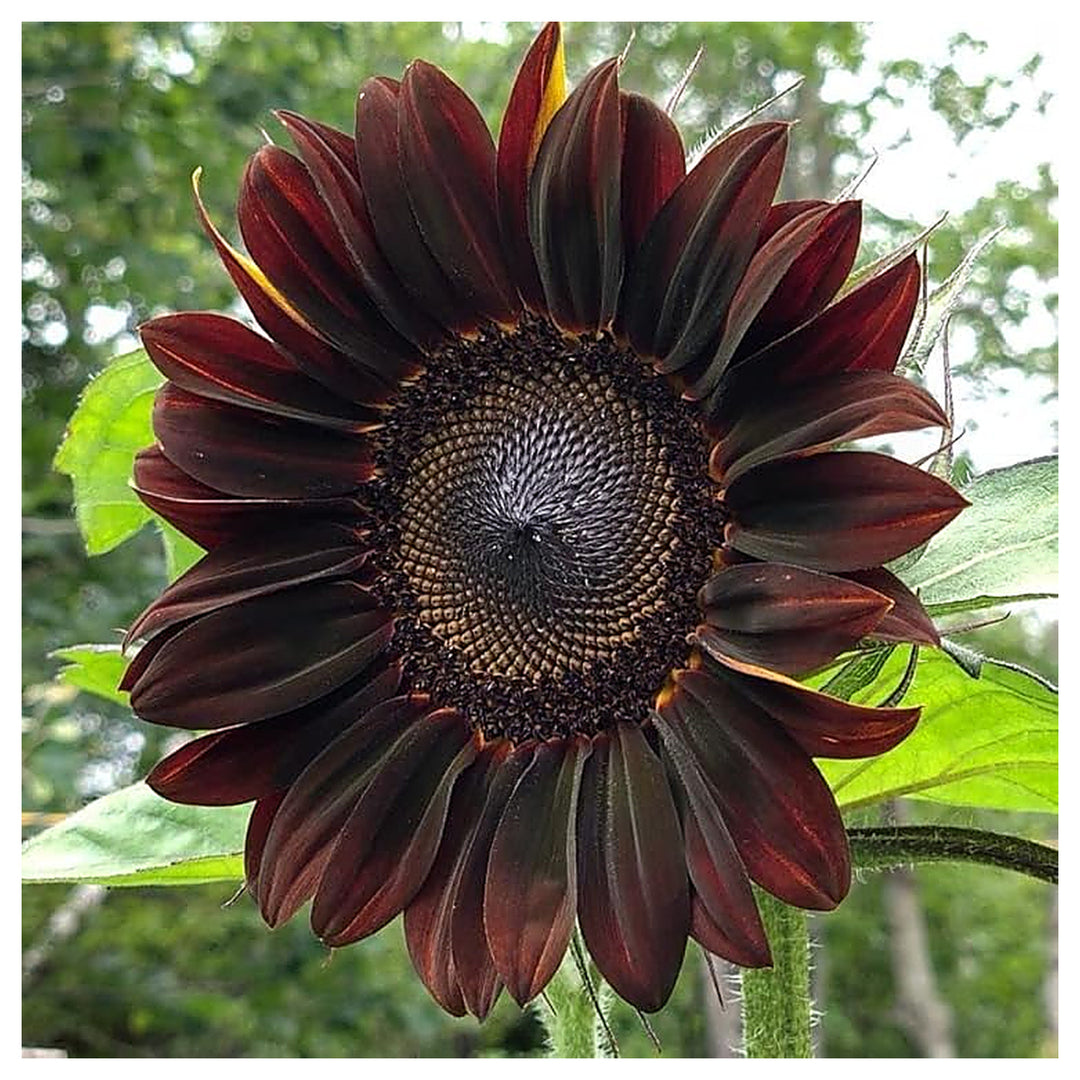 Chocolate Cherry Sunflower Seeds – Heirloom, Non-GMO, High Germination Flower Seeds for Planting | Neera Seeds product photo [neera-v4-f2c3d0f10a015dd89f32]