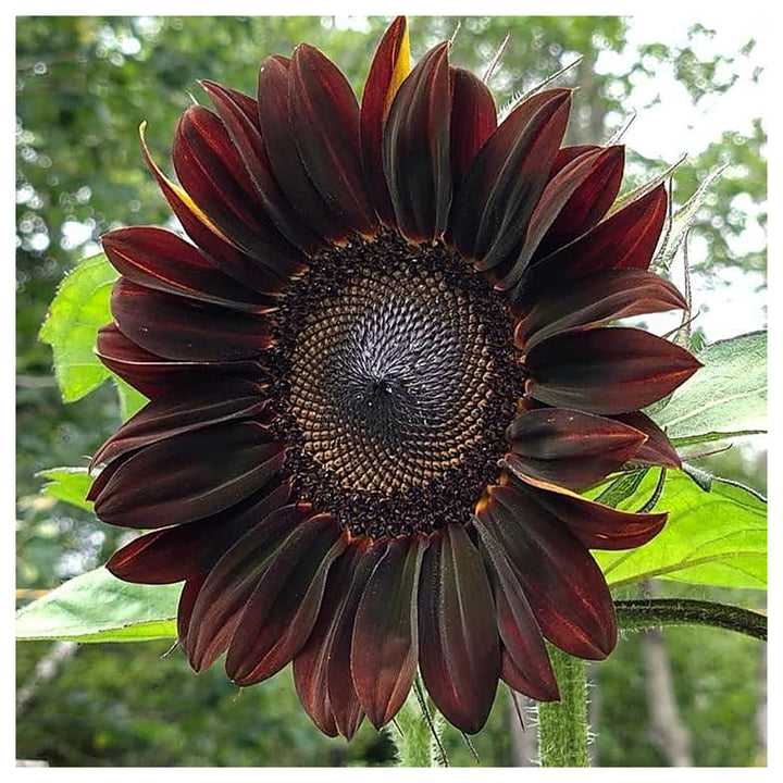 Chocolate Cherry Sunflower Seeds – Heirloom, Non-GMO, High Germination Flower Seeds for Planting | Neera Seeds product photo [neera-v4-f2c3d0f10a015dd89f32]