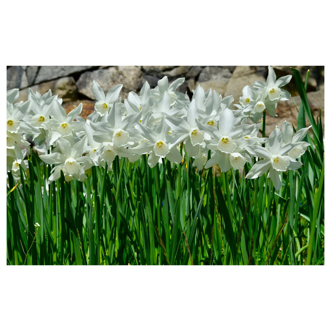 Heirloom Non-GMO Narcissus Flower Seeds for Planting – Spring Bloom Seeds for Vibrant Gardens | Neera Seeds product photo [neera-v4-f2cd756db48631bfaab6]