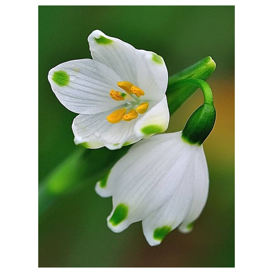 Snowdrop Flowers Planting Winter Garden Flower Seeds Home Garden Planting, Lush Organic | Neera Seeds product photo [neera-v4-f2d95b32a753956c4150]