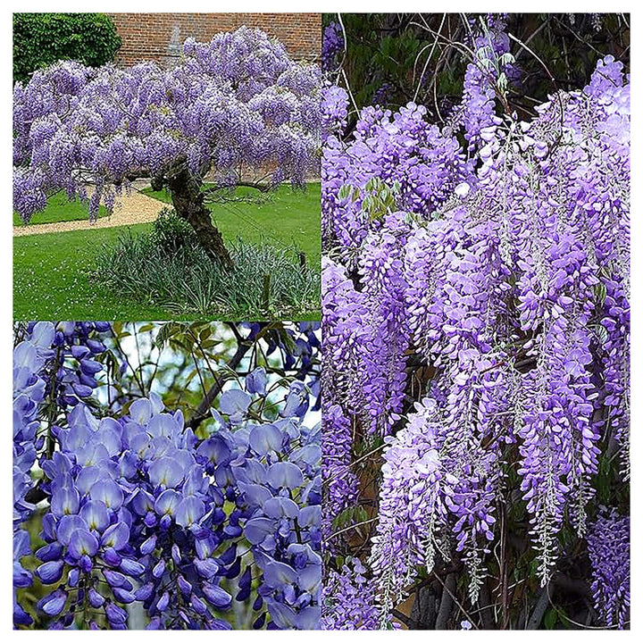 Multi-Colored Wisteria Flower Seeds for Planting – Heirloom, Non-GMO, High Germination Climbing Garden Seeds | Neera Seeds product photo [neera-v4-f2dcca74c67064affc2d]
