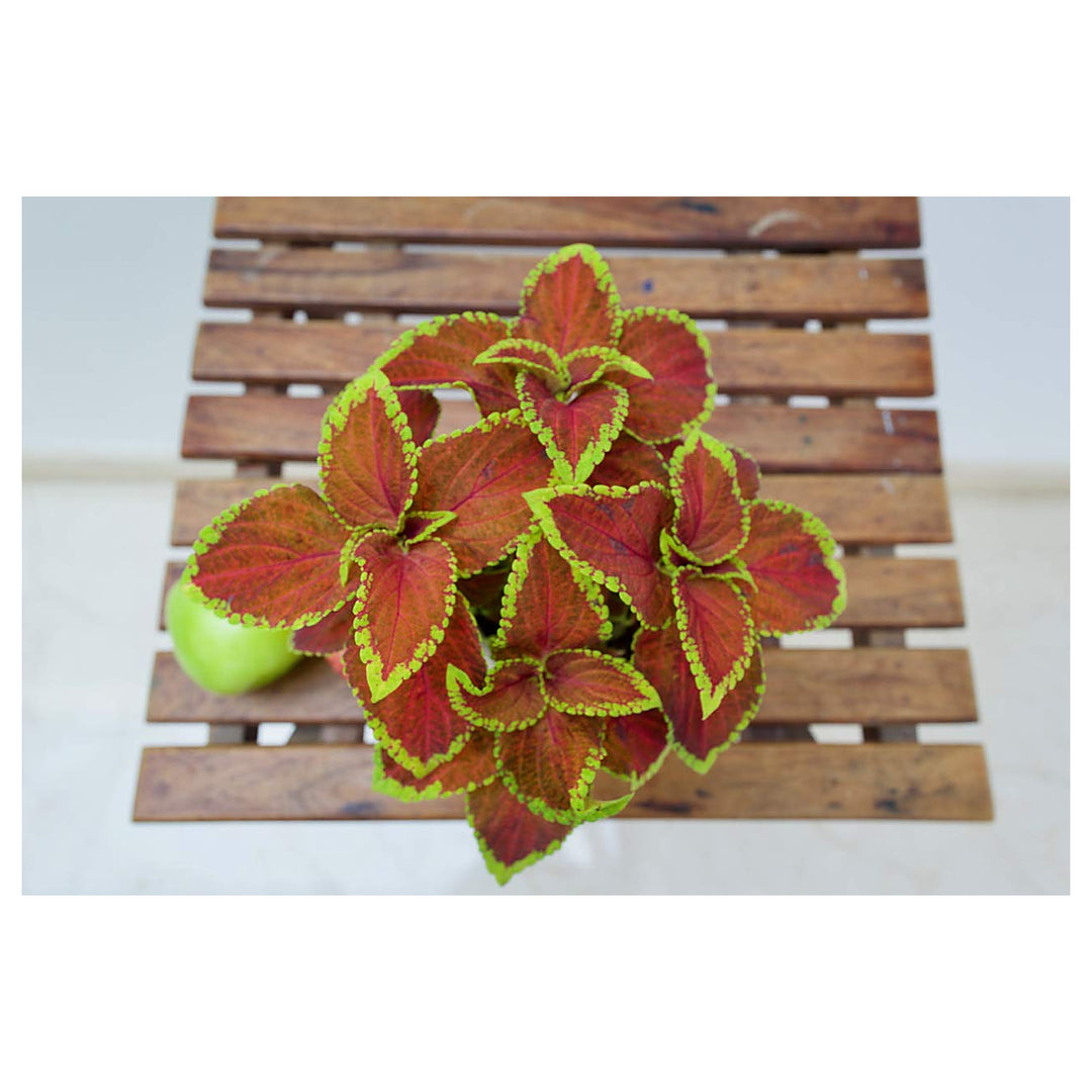 Heirloom Orange Green Coleus Flower Seeds for Planting – Non-GMO, Colorful Ornamental Foliage Variety | Neera Seeds product photo [neera-v4-f2dcfd83be4df94e9c09]