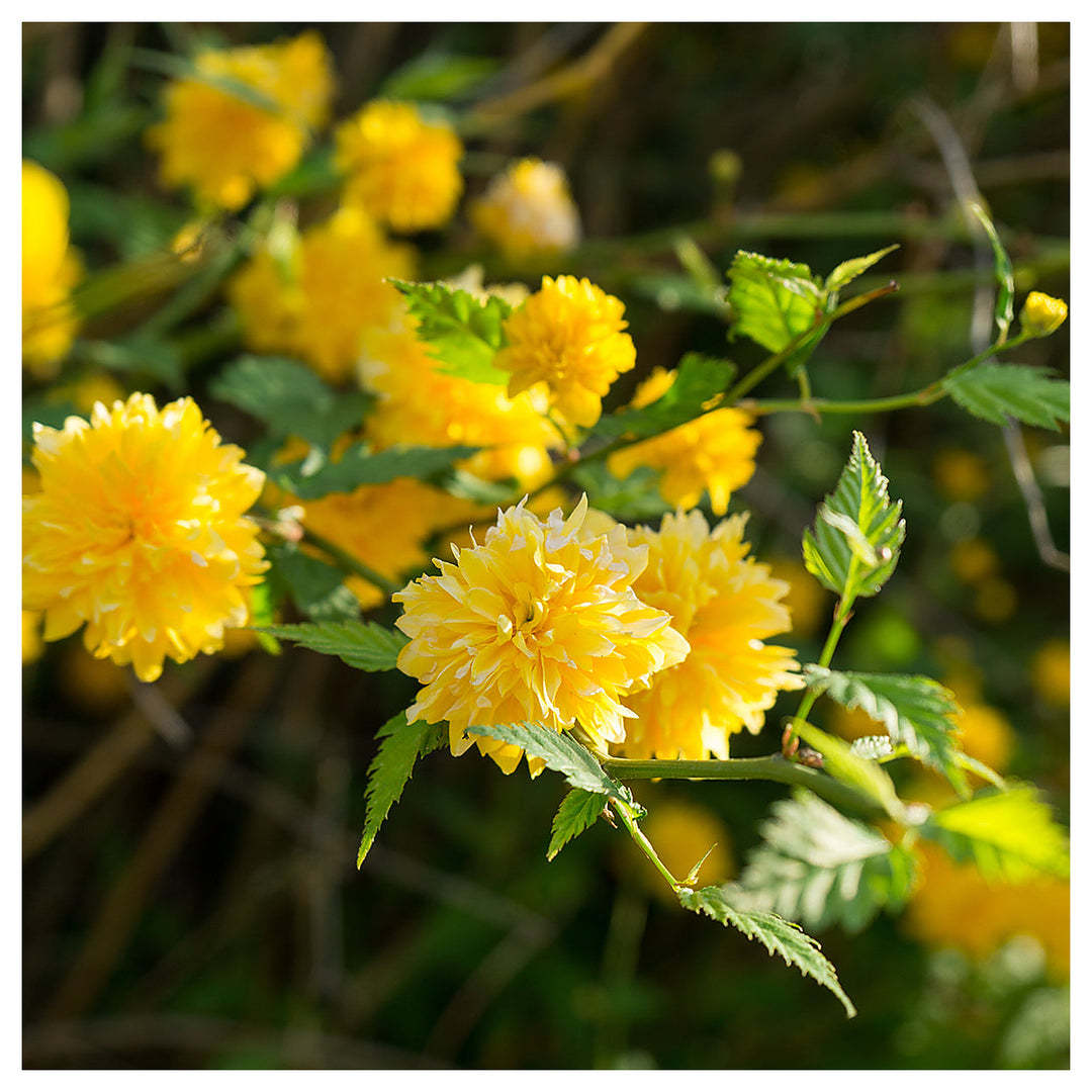 Heirloom Non-GMO Kerria Flower Seeds for Bright Spring Garden Planting | Neera Seeds product photo [neera-v4-f2de96dffadfe412ede7]