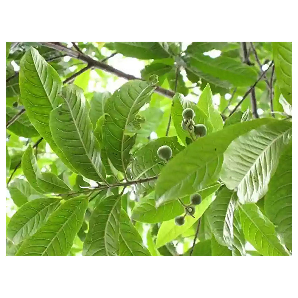 Heirloom Rudraksha Sacred Tree Seeds - Non-GMO, High Germination Organic Spiritual Garden Seeds for Planting | Neera Seeds product photo [neera-v4-f2e1c8172981b378f918]