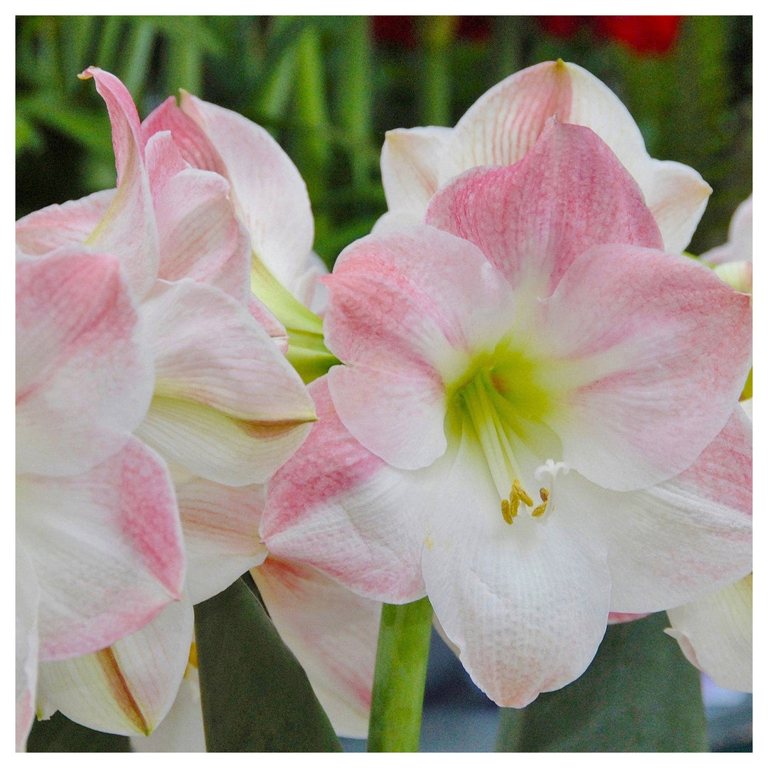 Heirloom Non-GMO Light Pink Hippeastrum Flower Seeds for Garden Planting – Elegant Amaryllis Variety | Neera Seeds product photo [neera-v4-f2ebbfb74417e16be7bc]