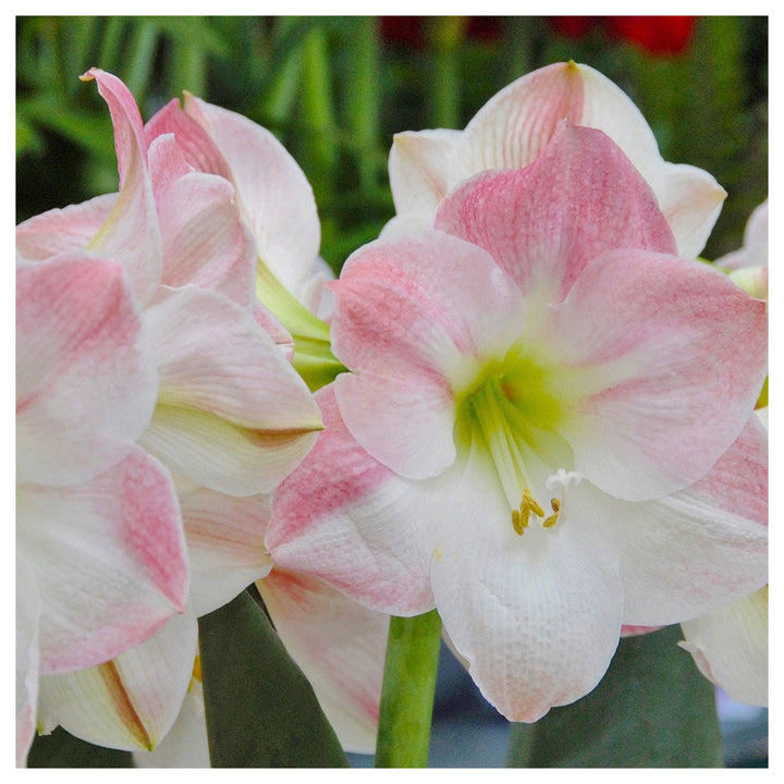 Heirloom Non-GMO Light Pink Hippeastrum Flower Seeds for Garden Planting – Elegant Amaryllis Variety | Neera Seeds product photo [neera-v4-f2ebbfb74417e16be7bc]