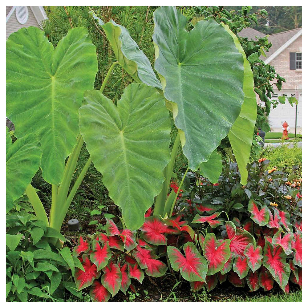 Heirloom Non-GMO Florida Caladium Plant Seeds for Planting – Colorful Foliage for Shaded Gardens | Neera Seeds product photo [neera-v4-f2fb63fc9bac4174711c]