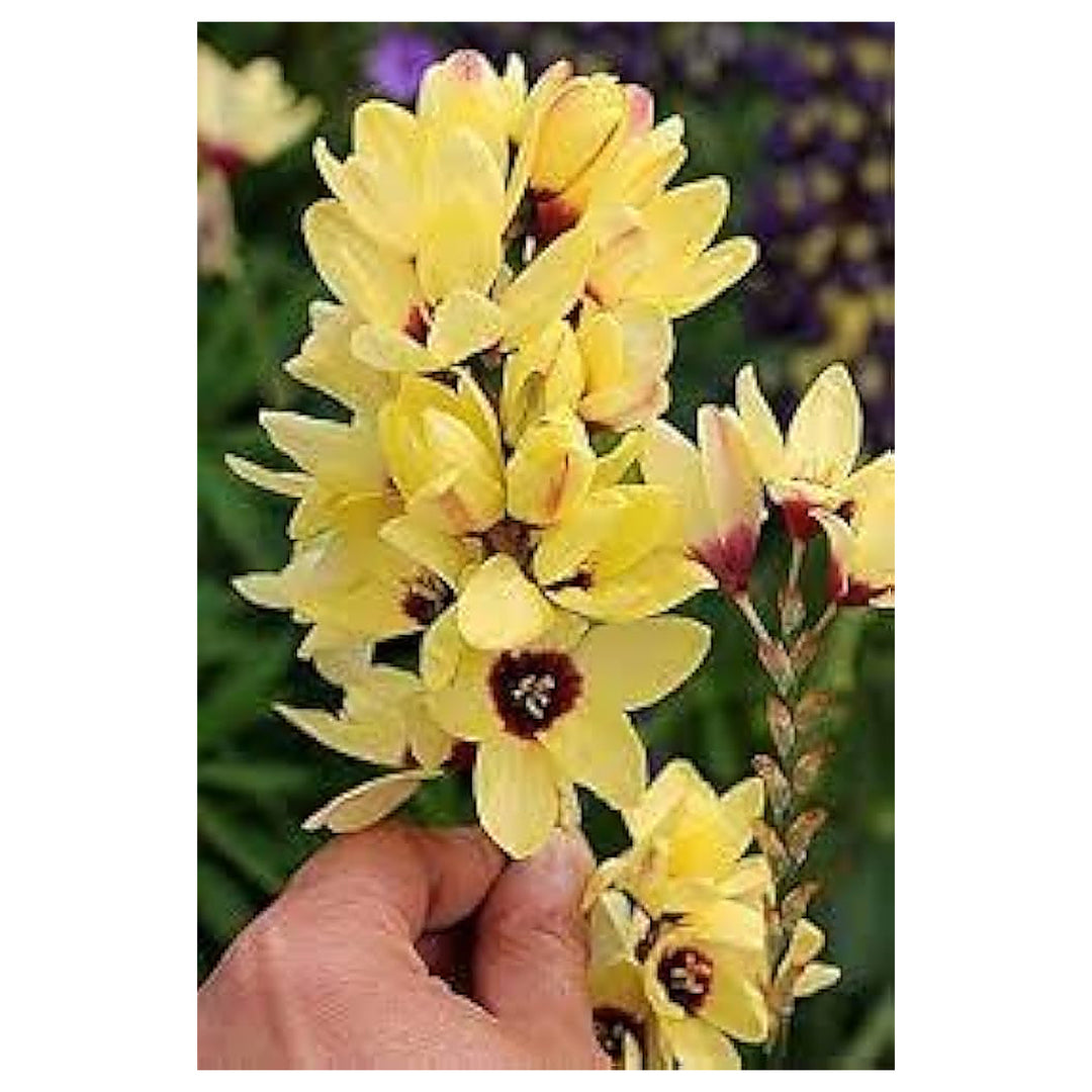 Heirloom Ixia Flower Seeds for Planting - Non-GMO Colorful Bloom High Germination Organic Garden Seeds | Neera Seeds product photo [neera-v4-f3034d1477d8b6482821]