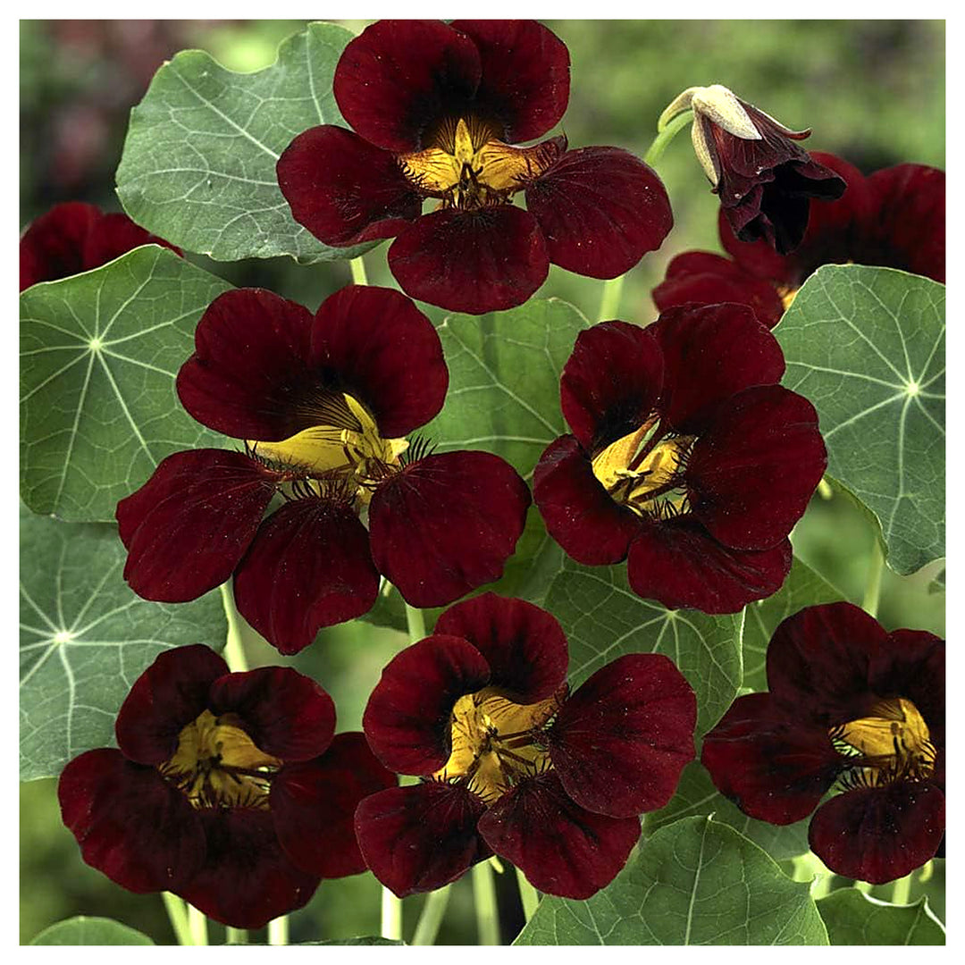 Burgundy Nasturtium Flower Seeds – Heirloom Non-GMO Seeds for Planting – High Germination Organic Garden Seeds | Neera Seeds product photo [neera-v4-f3149fc665d1bc1770a1]