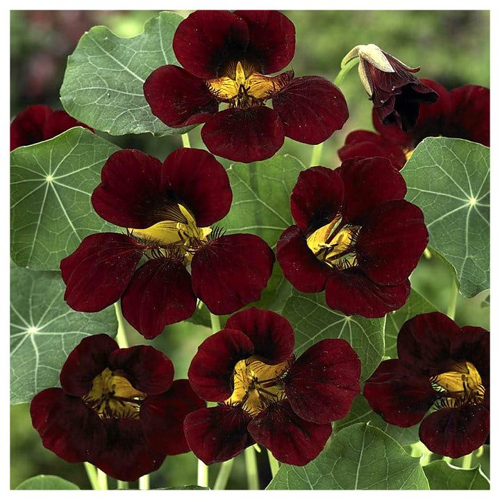 Burgundy Nasturtium Flower Seeds – Heirloom Non-GMO Seeds for Planting – High Germination Organic Garden Seeds | Neera Seeds product photo [neera-v4-f3149fc665d1bc1770a1]