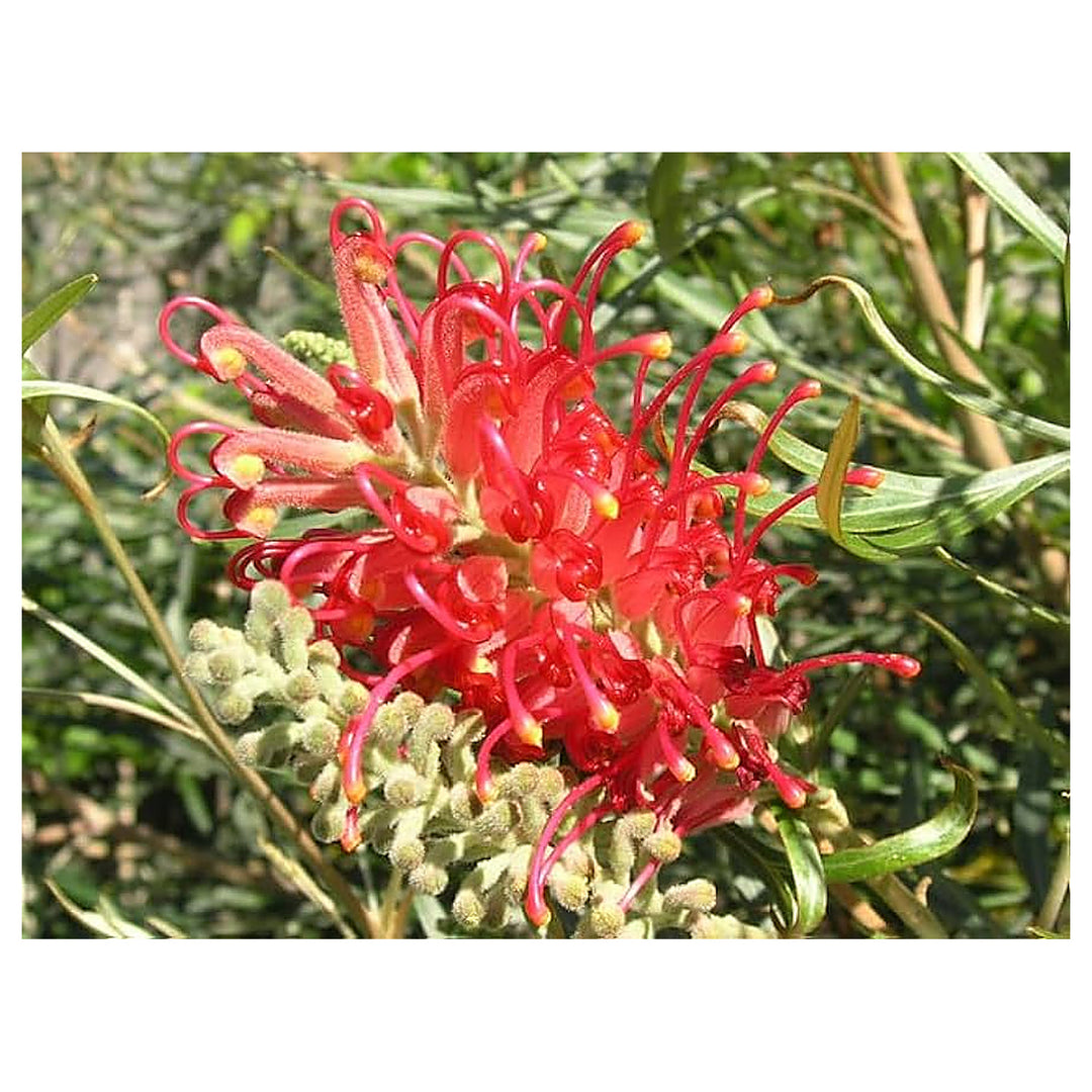 Heirloom Red Black Fuchsia Flower Seeds – Non-GMO, High Germination Organic Garden Seeds for Planting Striking Home | Neera Seeds product photo [neera-v4-f317f8e151d054ec6a7b]