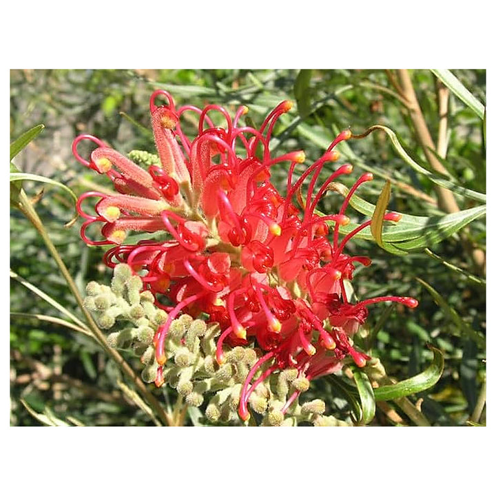 Heirloom Red Black Fuchsia Flower Seeds – Non-GMO, High Germination Organic Garden Seeds for Planting Striking Home | Neera Seeds product photo [neera-v4-f317f8e151d054ec6a7b]