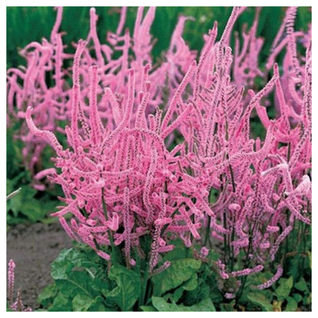 Heirloom Non-GMO Limonium Suworowii Flower Seeds – Ornamental Sea Lavender Seeds for Planting, High Germination Org | Neera Seeds product photo [neera-v4-f31e103e87d5274b1605]