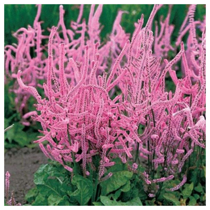 Heirloom Non-GMO Limonium Suworowii Flower Seeds – Ornamental Sea Lavender Seeds for Planting, High Germination Org | Neera Seeds product photo [neera-v4-f31e103e87d5274b1605]
