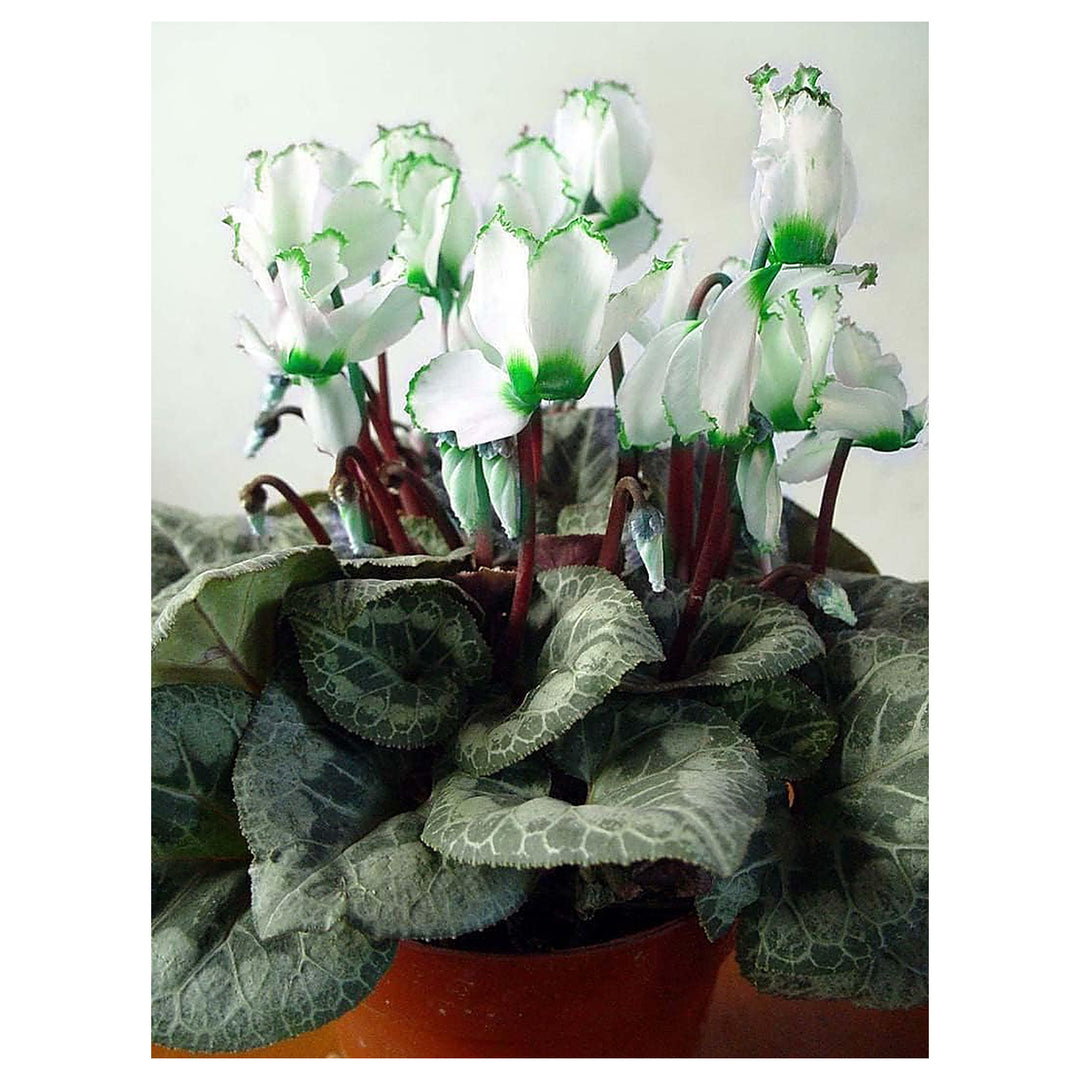 Green White Cyclamen Flower Seeds for Planting - Heirloom Non-GMO High Germination Organic Garden Seeds | Neera Seeds product photo [neera-v4-f333761c035712ab5e55]