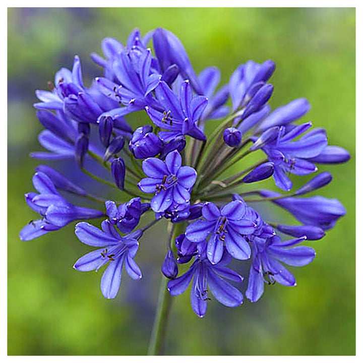 Lily Of The Nile Agapanthus Africanus Planting Ornamental Garden Flower Seeds Home | Neera Seeds product photo [neera-v4-f33809c9731e196adc61]