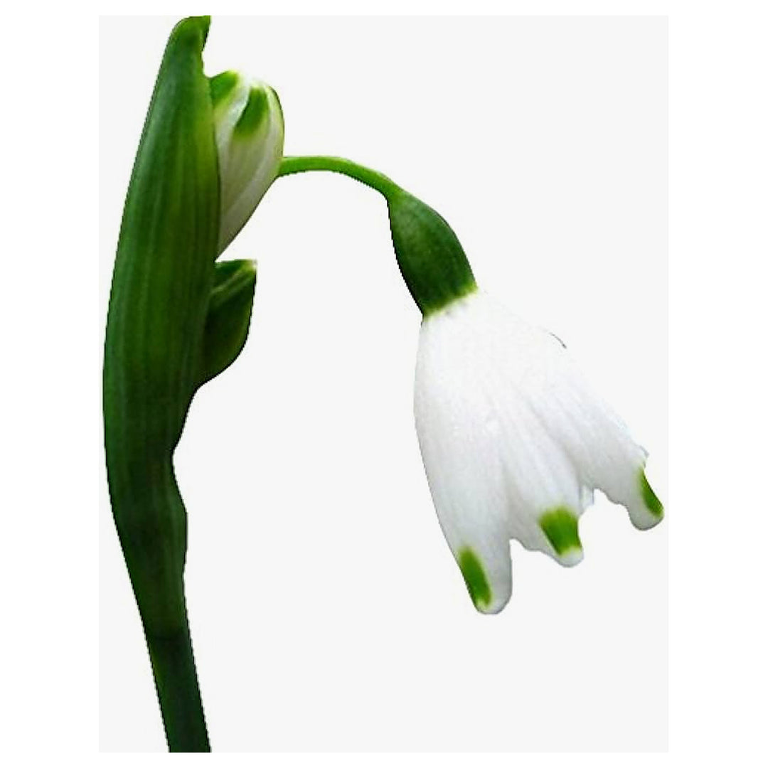 Snowdrop Flower Galanthus Nivalis For Planting Urban Garden Home Garden Flower Seeds for Home | Neera Seeds product photo [neera-v4-f3503488a5c8d91428ae]