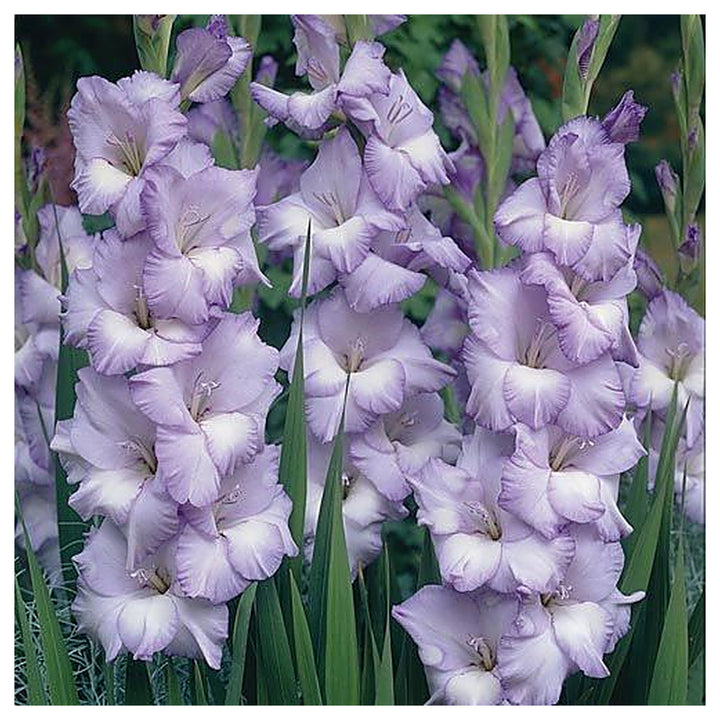 Heirloom Non-GMO Gladiolus Flower Seeds for Planting | Lavender Blooms | Organic Garden Seeds | High Germination | Neera Seeds product photo [neera-v4-f35b4ee2d21dff60bc2c]
