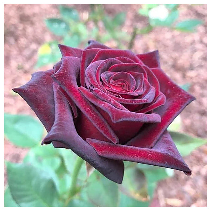 Hybrid Tea Rose Flower Seeds for Planting – Heirloom Non-GMO Seeds for Elegant Garden Blooms | Neera Seeds product photo [neera-v4-f36a2f19fdbf42ad8647]