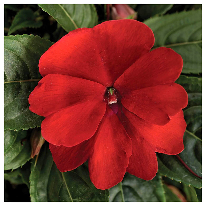 Florific Flower Seeds for Planting – High-Yield, Vibrant Seasonal Blooms | Neera Seeds product photo [neera-v4-f36c0113fd7a9e5a5b43]