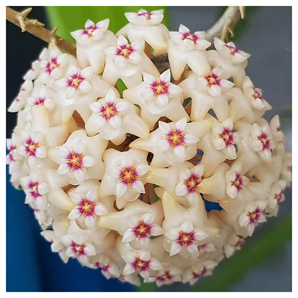 Light Yellow Hoya Carnosa Seeds – Fresh Heirloom Flower Seeds for Planting, Non-GMO, High Germination Organic Garde | Neera Seeds product photo [neera-v4-f370c946ab5b21dcb531]