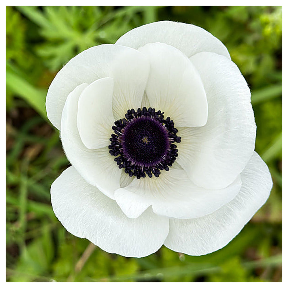 Anemone Flower Heirloom Non-GMO Anemone Flower Seeds for Planting – Colorful Blooms for Spring Garden Displaysfor P | Neera Seeds product photo [neera-v4-f3747eb9d6463ed092db]