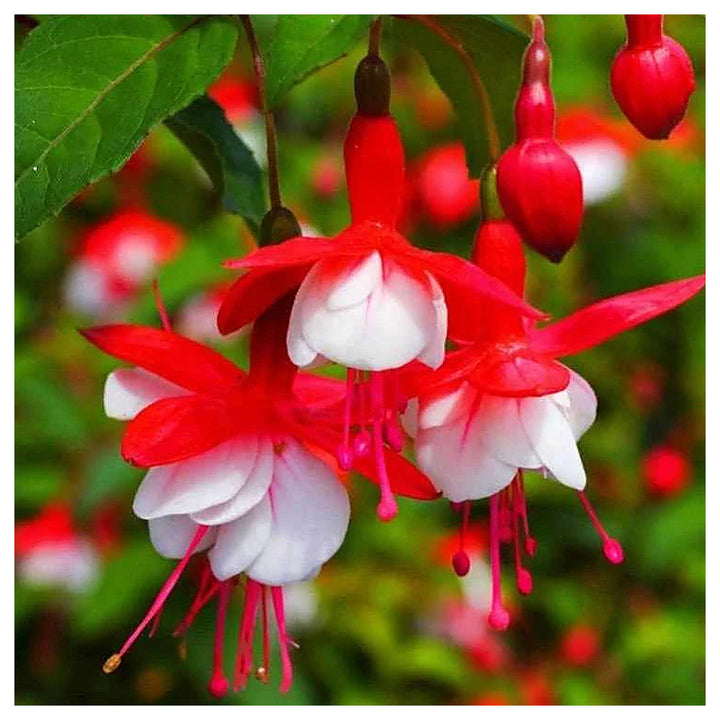 Heirloom Non-GMO Fuchsia Flower Seeds for Planting – Vibrant Hanging Blooms for Shade Gardens | Neera Seeds product photo [neera-v4-f3a1623f2705c5b6941f]