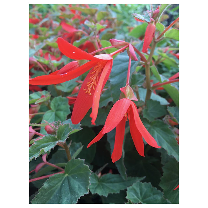 Heirloom Boliviensis Flower Seeds, Non-GMO Vibrant Tuberous Blooms for Lush Garden Planting | Neera Seeds product photo [neera-v4-f3a239ae546d787584ec]