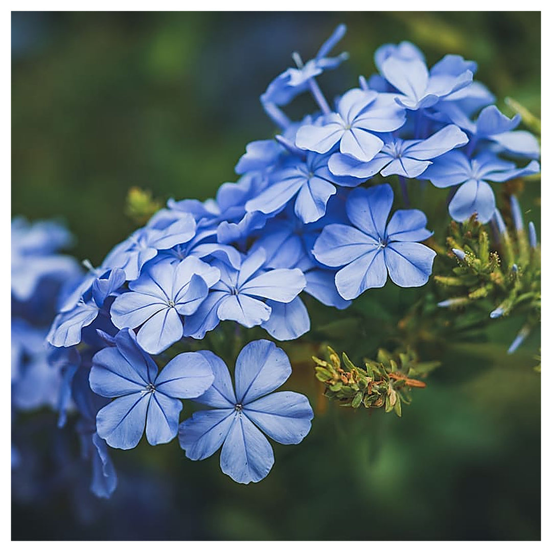 Plumbago Flower Seeds – Heirloom, Non-GMO Seeds for Planting Vibrant Blue Garden Blooms | Neera Seeds product photo [neera-v4-f3a54784231ddb5696f6]