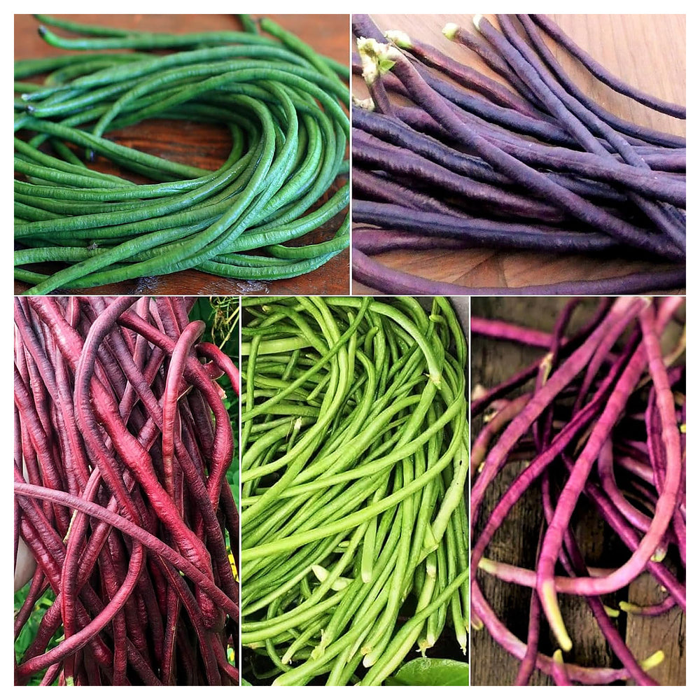 Yard Bean Seeds for Planting – Heirloom, Non-GMO, Organic Garden Seeds, High Germination, Long Pod Variety | Neera Seeds product photo [neera-v4-f3aea07f69a7345e4bb2]