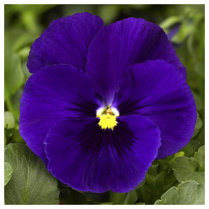 Deepblue Pansy Flower Seeds for Planting - Heirloom Non-GMO High Germination Organic Garden Seeds | Neera Seeds product photo [neera-v4-f3b2a8f254213814d3df]