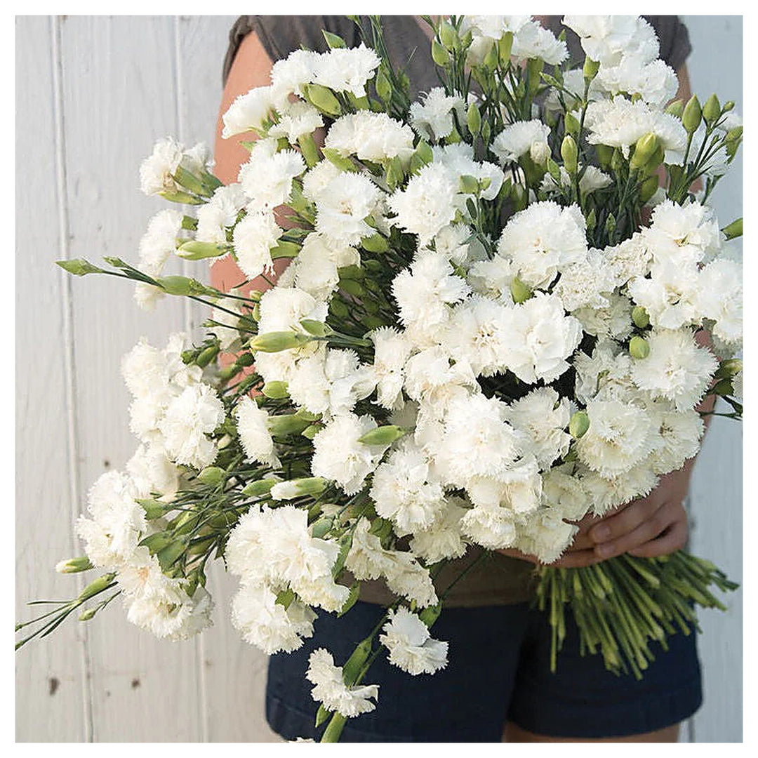 Heirloom White Carnation Flower Seeds for Planting – Non-GMO Fresh Blooming Organic Garden Seeds, High Germination | Neera Seeds product photo [neera-v4-f3f347d5203ade079c66]
